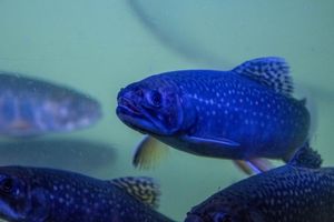 Aquaponia illustration 2